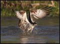 _2SB1428 osprey exiting water